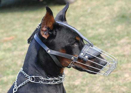 Can Dogs Bark While Wearing A Muzzle Can Dogs Bark While Wearing A Muzzle