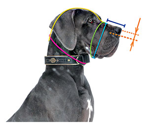 fitting a dog muzzle