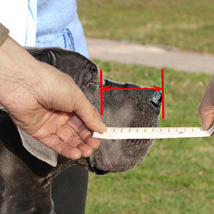 How to measure your pet