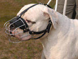 Wire Basket Dog Muzzle for American Bulldog