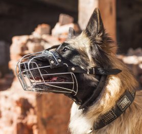 How to choose a Dog Muzzle