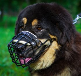 How to measure your Dog for good fit muzzle